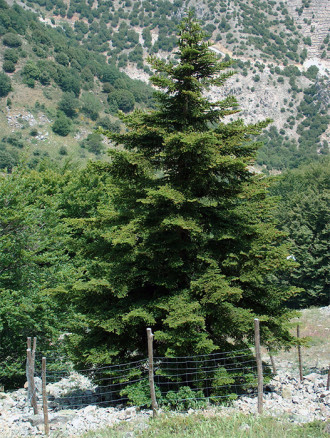 abete dei nebrodi