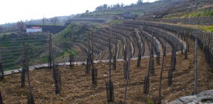 Vigneto Azienda Agricola La Gelsomina - Piedimonte Etneo (CT)