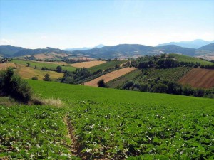 terreno agricolo
