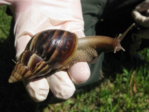 lumaca gigante di terra africana
