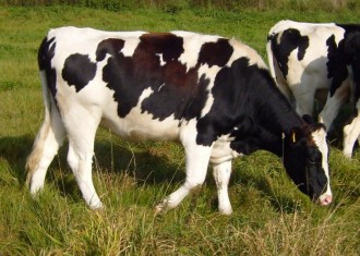 mucca