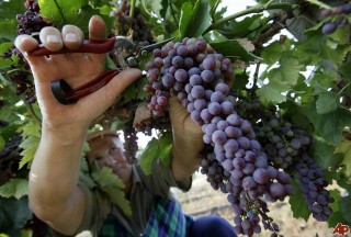 vendemmia