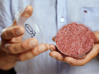 hamburger da cellule staminali