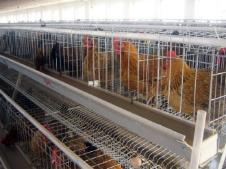 allevamento galline