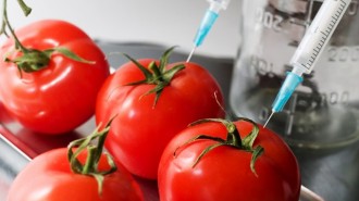 ogm_pomodori