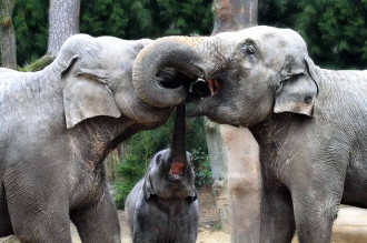 abbraccio elefanti