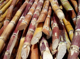 canna da zucchero