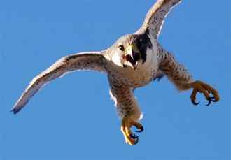 falco pellegrino