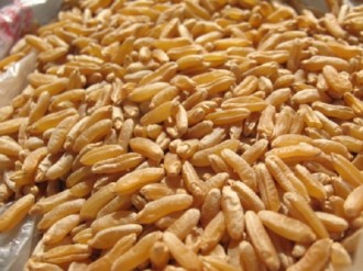 grano
