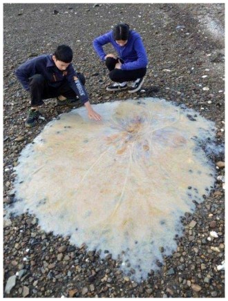 medusa gigante