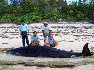 nuova specie balena