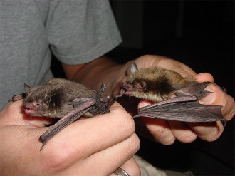 pipistrelli