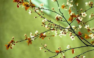 primavera