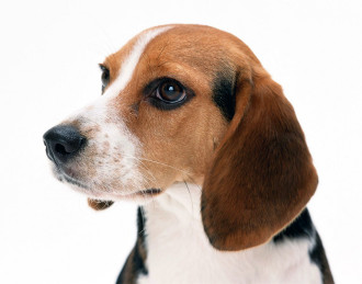 Beagle