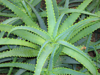 aloe