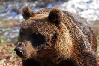 orso marsicano