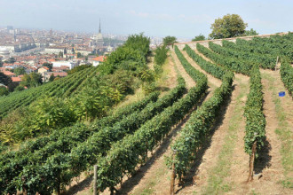 vigneto urbano