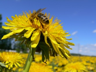 apicoltura