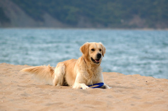 viaggiare con un cane