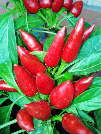peperoncino