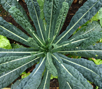 Cavolo Nero