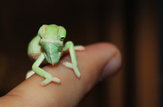 camaleonte velato