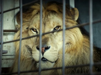 leone