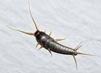 pesciolino d'argento