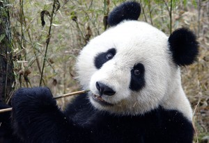 panda