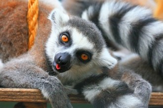 lemure madagascar