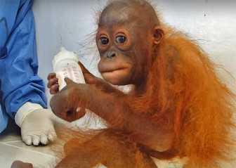 piccolo orango